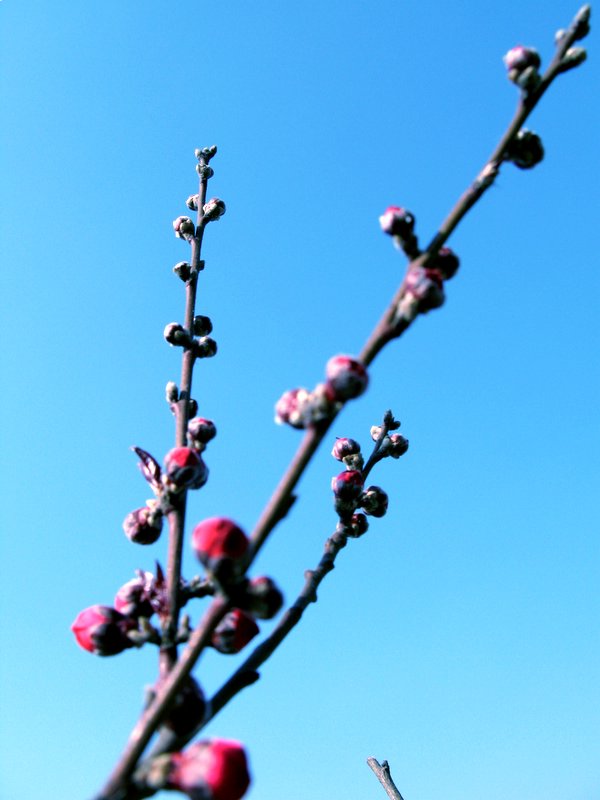 桃花 摄影 乌蒙山人