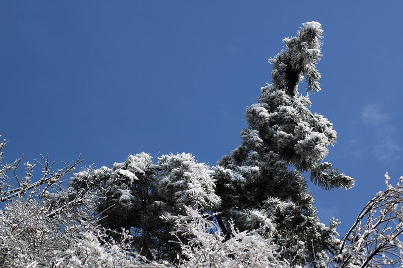 雪景 摄影 朴拙