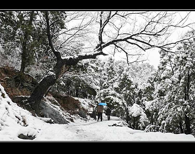 雪径通幽 摄影 与世无争