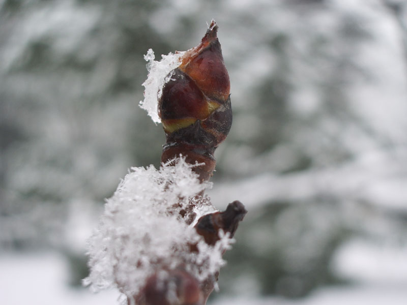 水上雪景 摄影 秋水如歌