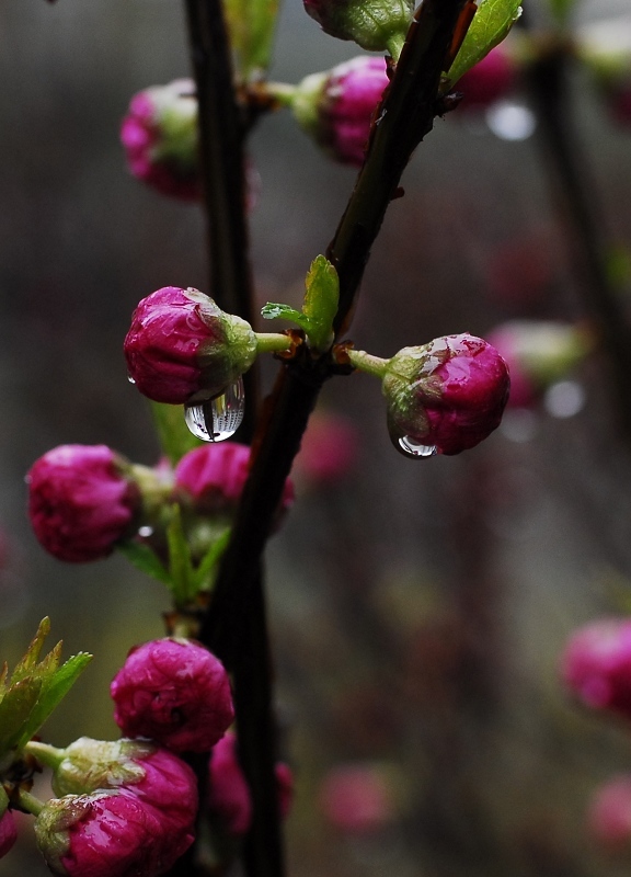 <<春雨>> 摄影 kandaoer