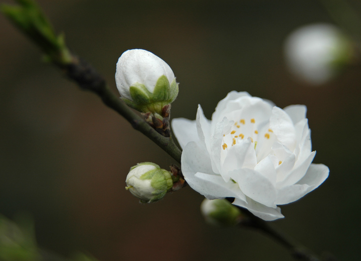 桃花 摄影 游山摄水