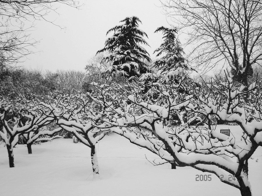 雪景 摄影 摄觅