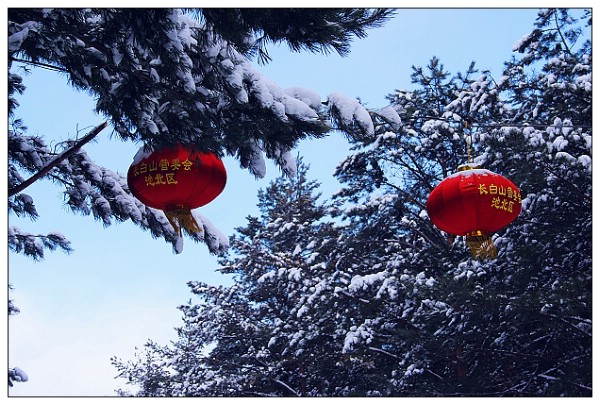 红灯傲雪 摄影 岳桦