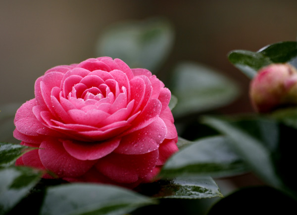 春雨、金茶花 摄影 hjh88999