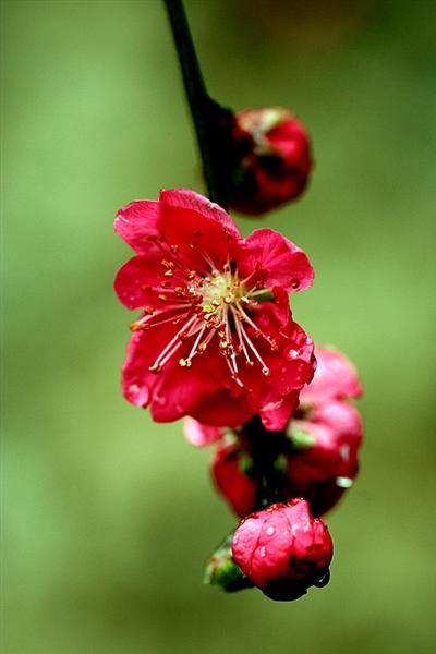 桃红 摄影 山村大夫