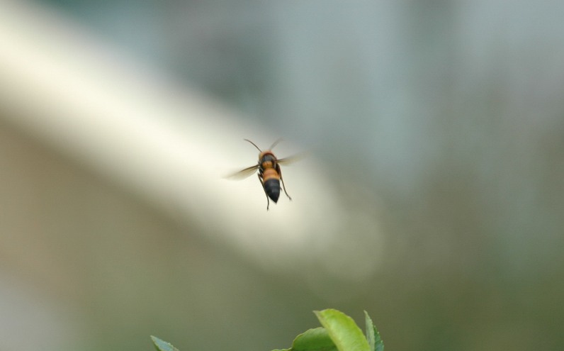 蜂 摄影 liyizhi