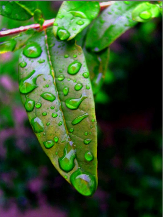 雨叶 摄影 春天影像