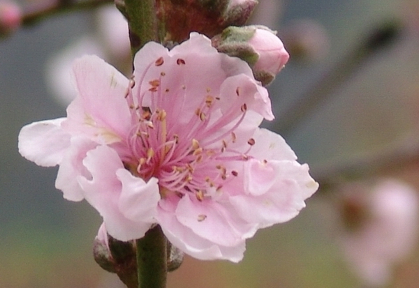 桃花 摄影 红蜻蜓