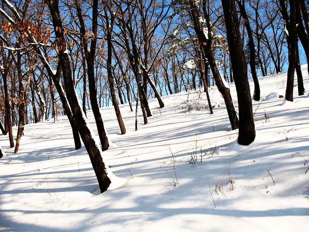 雪之韵4 摄影 雪中飞