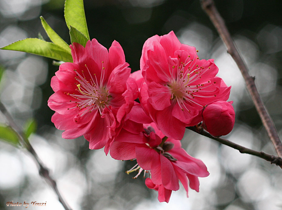 三月桃花 摄影 youzi