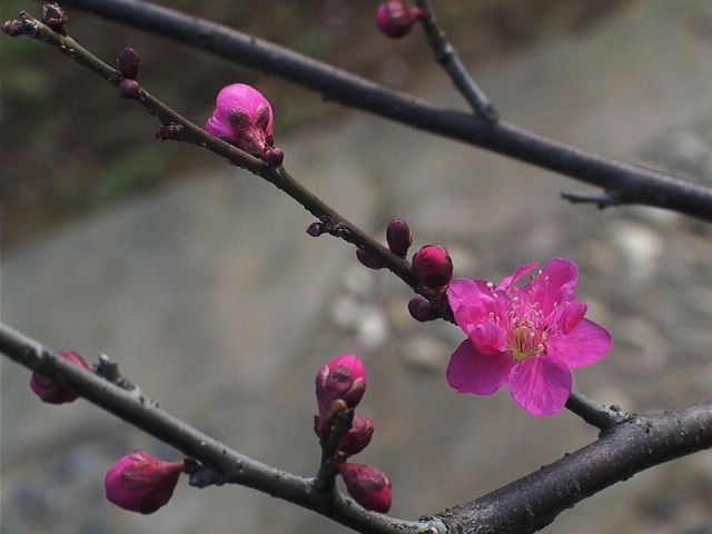 一花独放 摄影 黑色精灵