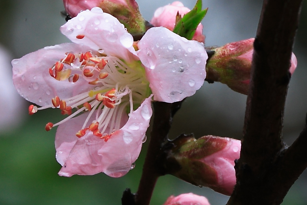 雨后的花上没有尘土 摄影 lzl