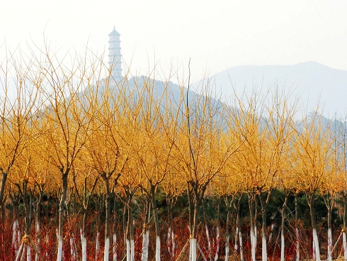 黄树林 摄影 华汉