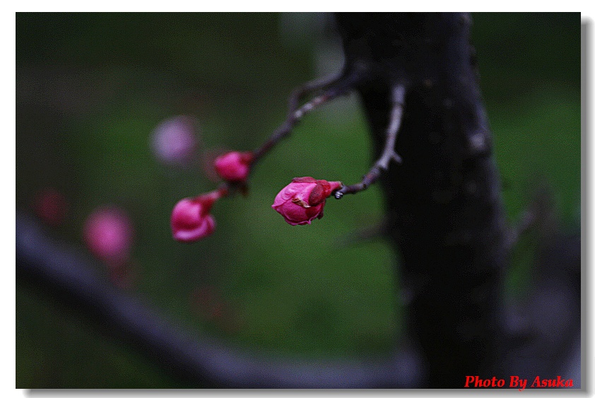 雨中花蕾 摄影 jingtao