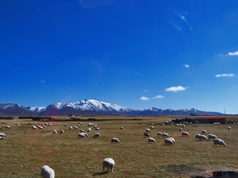 祁连山下好牧场 摄影 高原雪峰