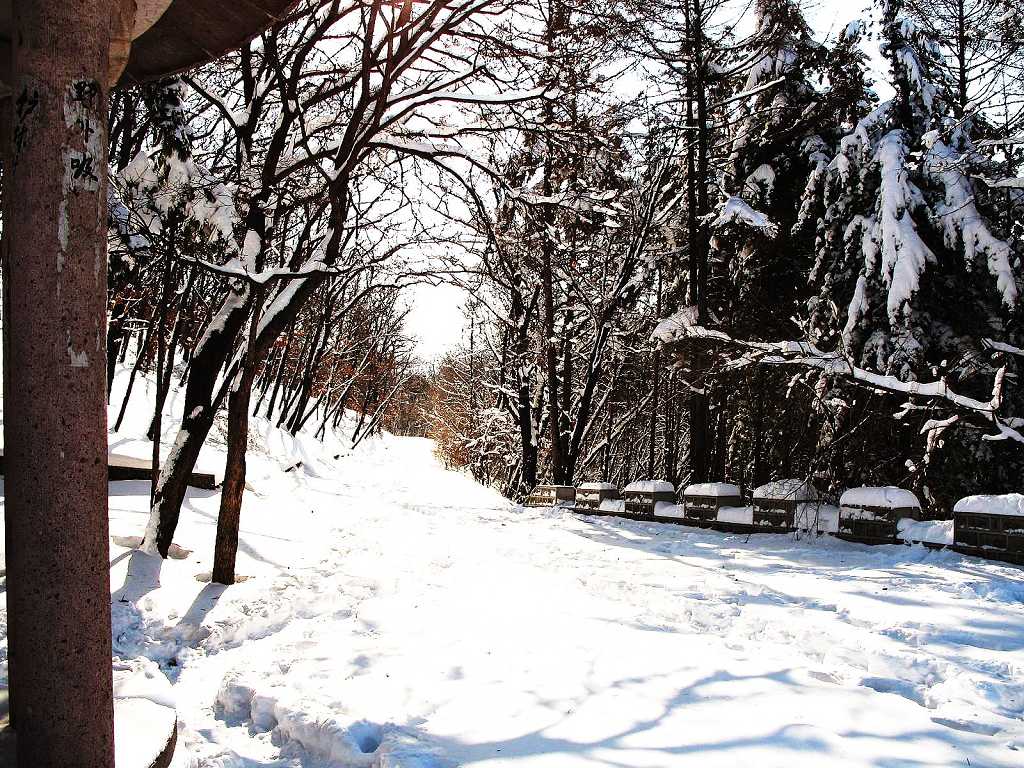 雪之韵5 摄影 雪中飞