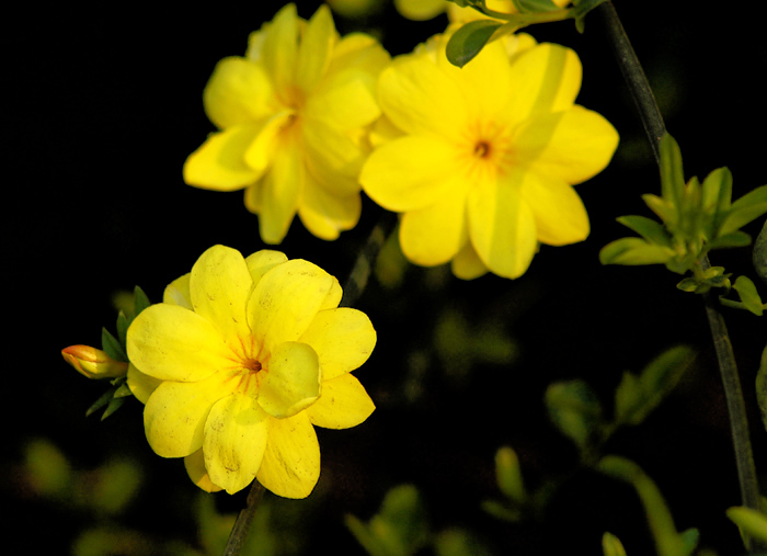 路边的黄花 摄影 龙井茶枪