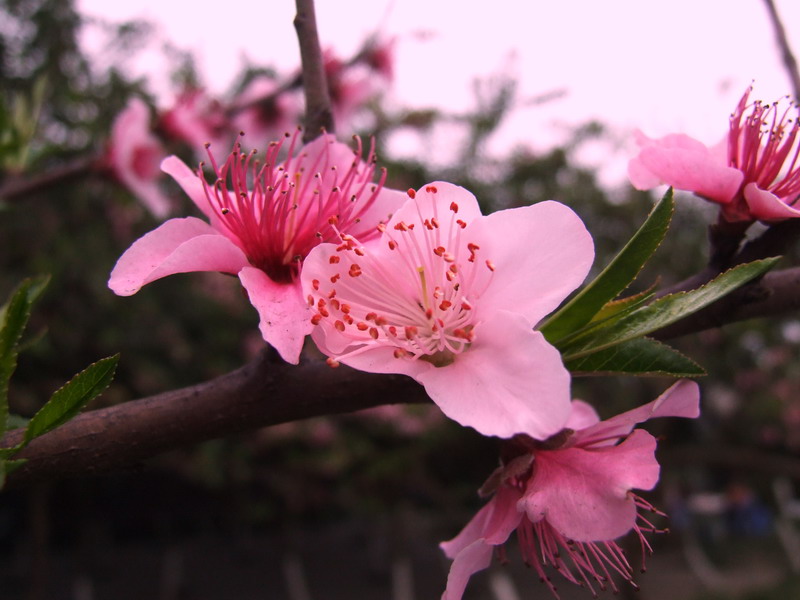 桃花 摄影 霍震