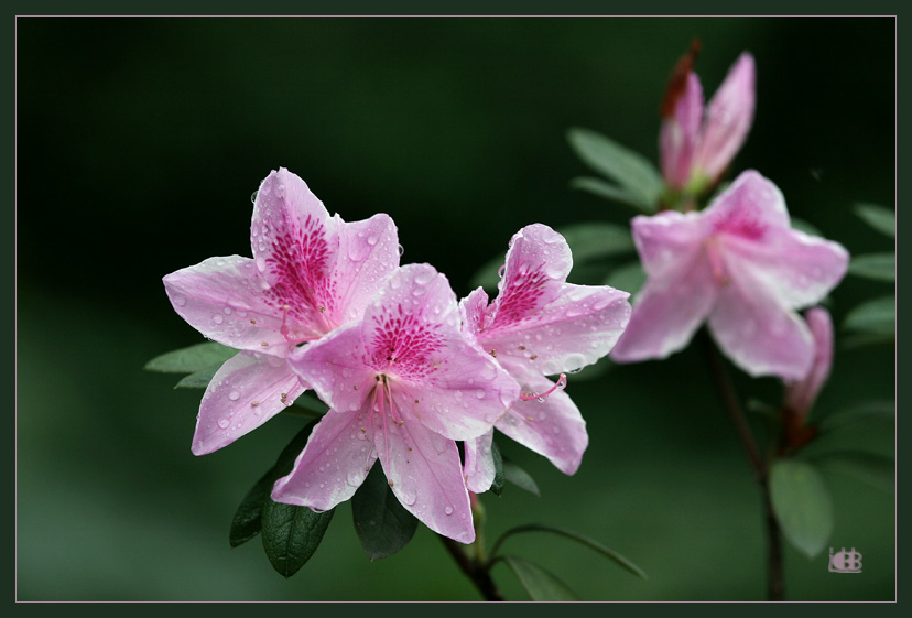 雨中的杜鹃花 摄影 迪迪宝贝