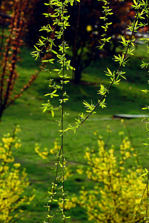 花黄草绿柳枝长 摄影 QF44136