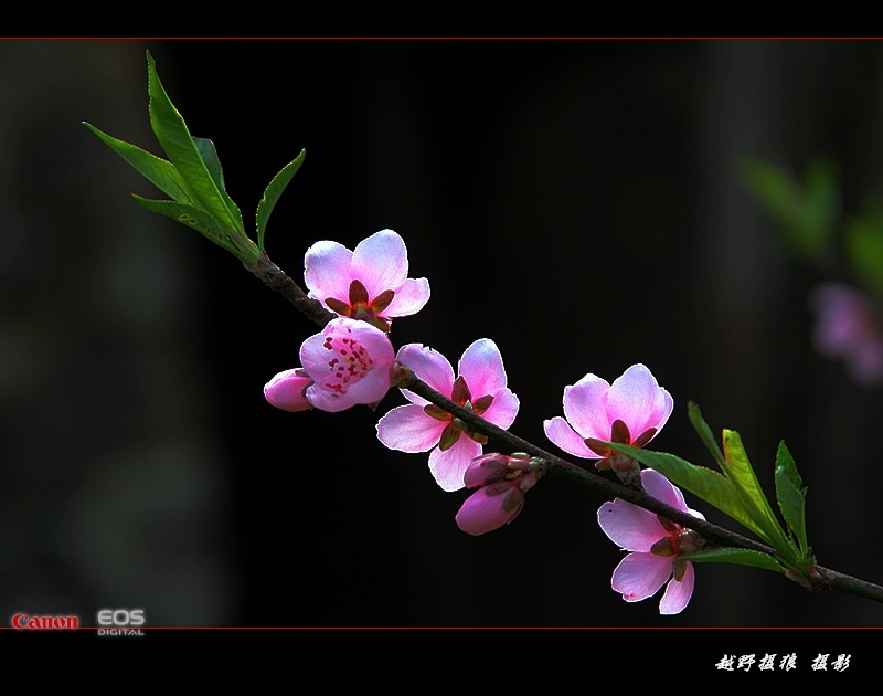 桃花 摄影 越野摄狼