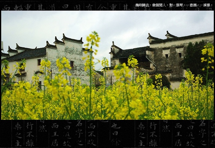 黄花菜 摄影 漂泊异乡