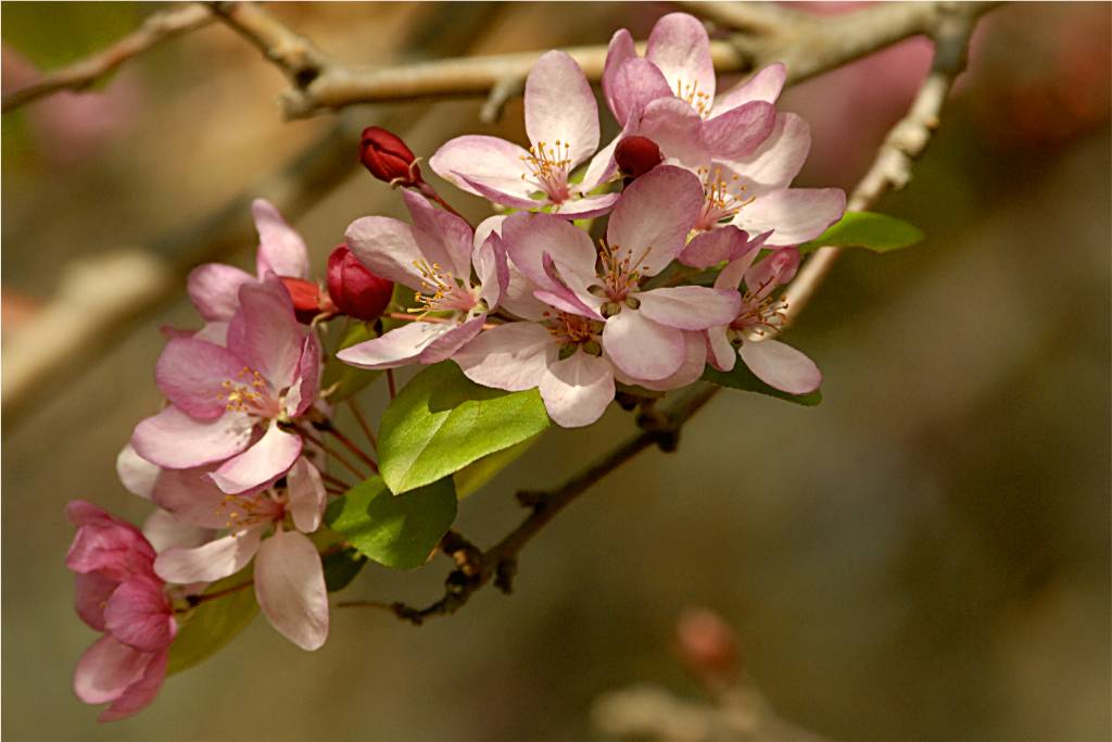 flower-700 摄影 fengsheng