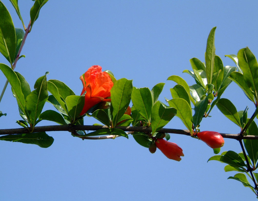 石榴花 摄影 车无轮