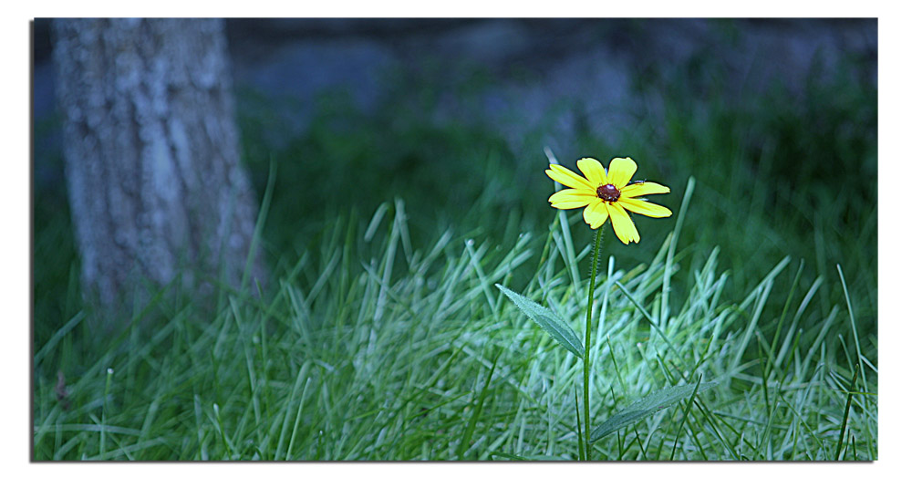 孤芳 摄影 赵俊龙