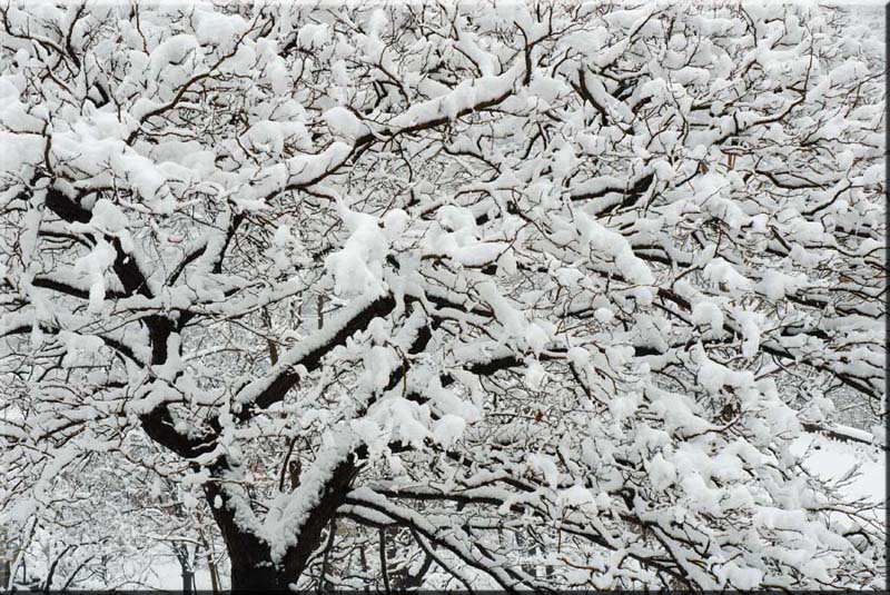 雪树 摄影 乐山郎