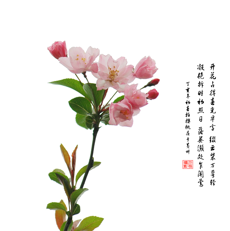 樱桃花 摄影 九点差一刻