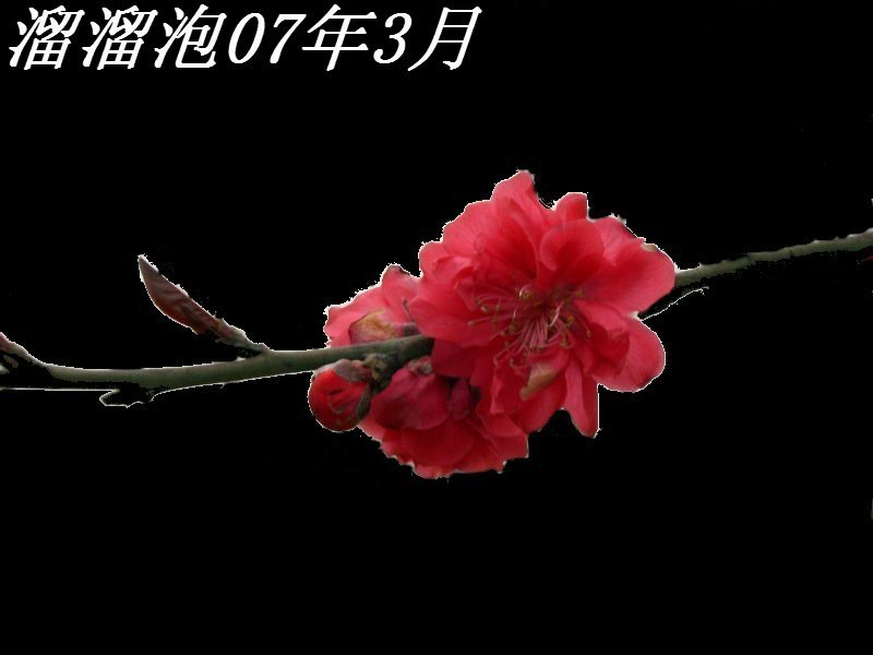 桃花 摄影 溜溜泡