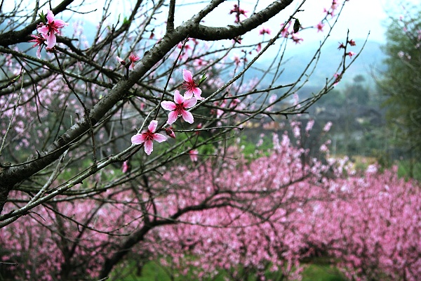 桃花依旧笑春风 摄影 雨后_斜阳