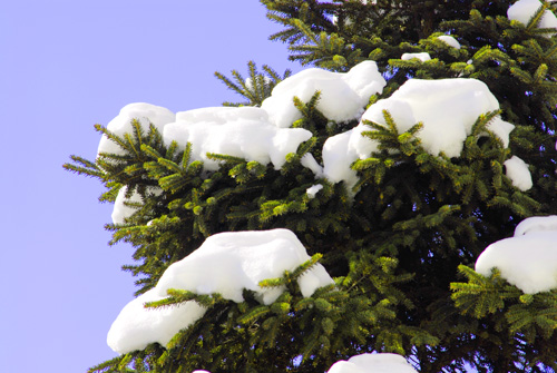 雪压青松 摄影 窗外晨雨