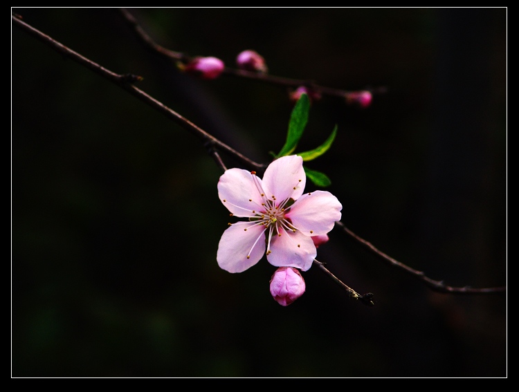 秀色桃花 摄影 sunrise2006