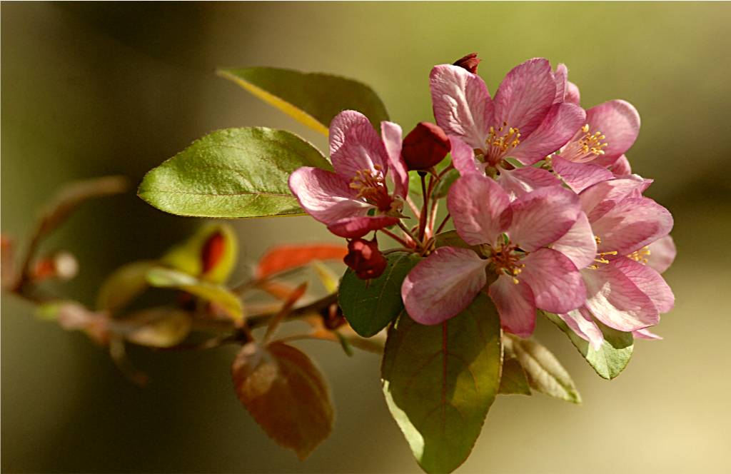 flower-701 摄影 fengsheng