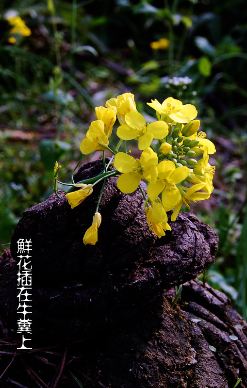 鲜花插在牛粪上 摄影 海鹰