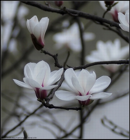 蝉窥花容 摄影 yingshi