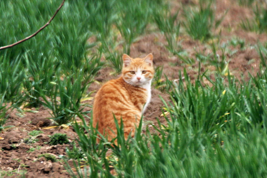 猫 摄影 叶青春