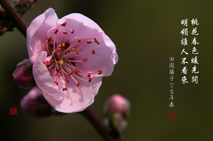 桃花 摄影 田园