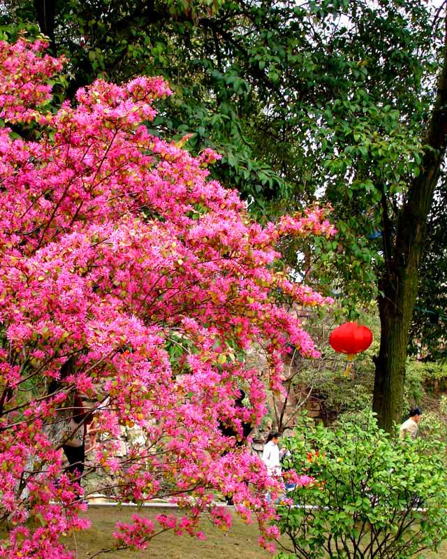 踏春人在春景中 摄影 乐小