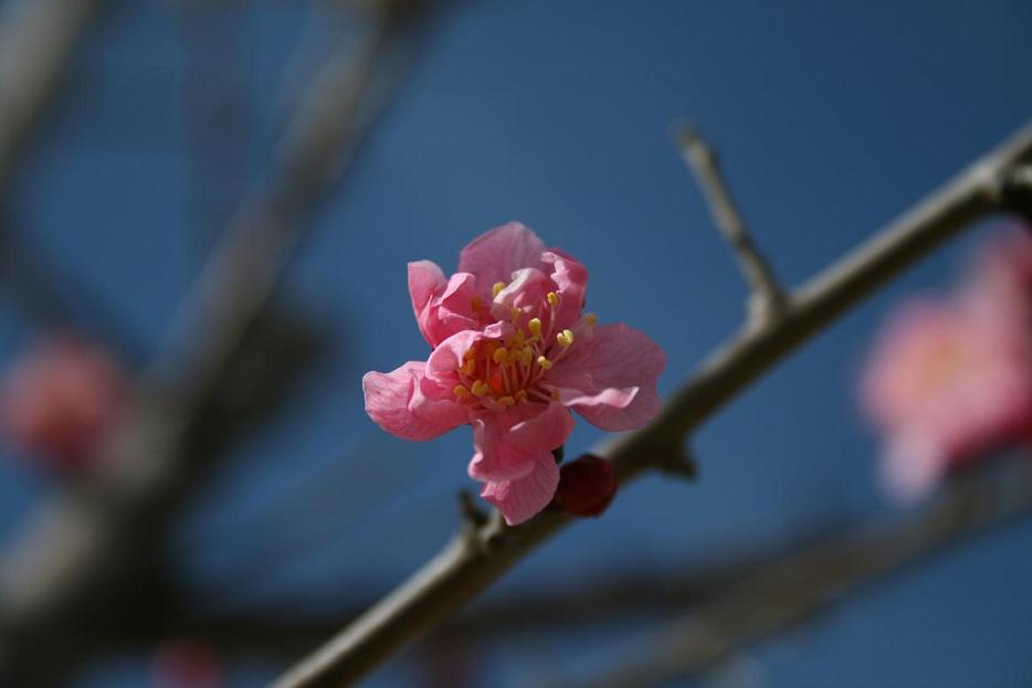 春来花开 摄影 藏影