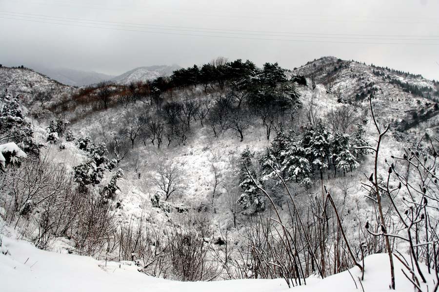 雪野 摄影 老树红楼