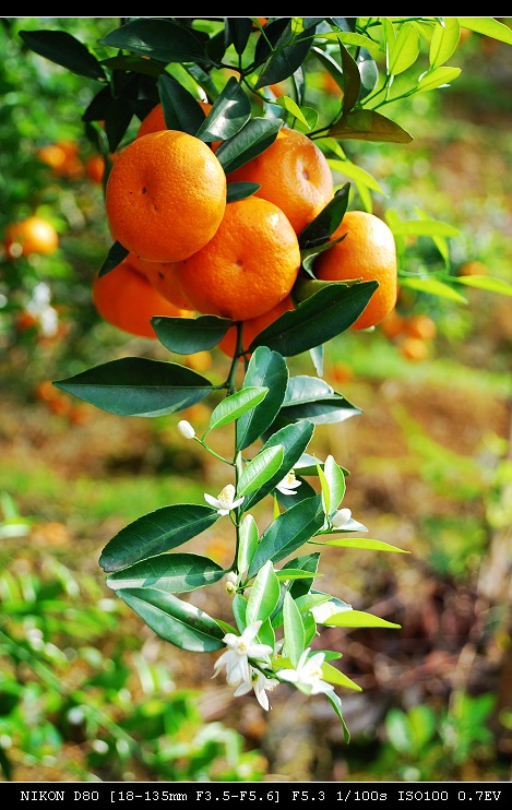 年橘（Citrus No.3） 摄影 山头舟