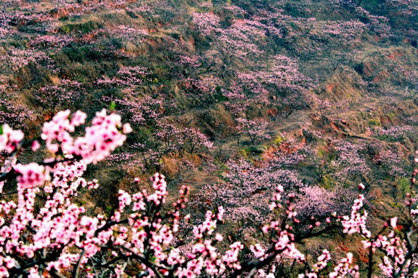 花开好运来3 摄影 正先