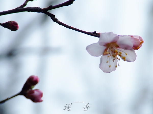 春来桃花开 摄影 香山雪泥