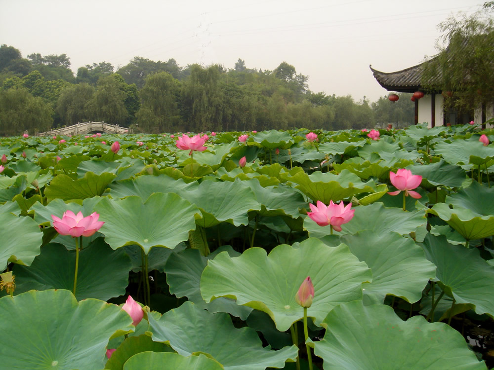 荷花塘 摄影 政务