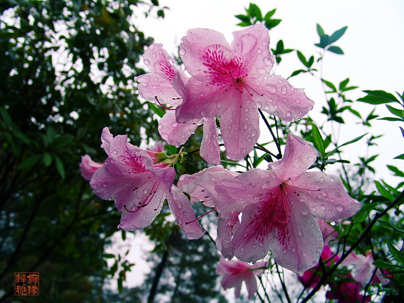 雨后_03 摄影 柠檬棒棒糖