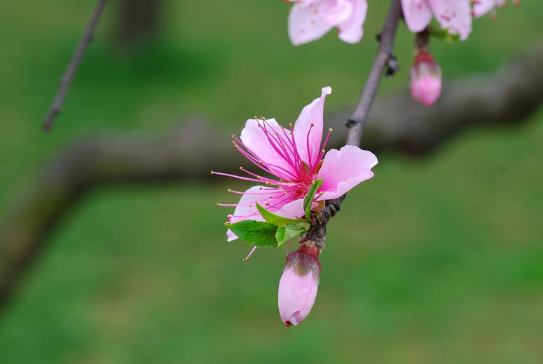 桃花 摄影 wzhong